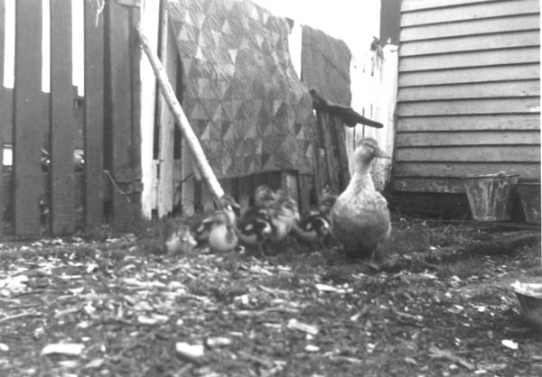 430: Ducks in Mrs. Julia McCarthy's garden. A hooked mat hangs on the fence. (1943)